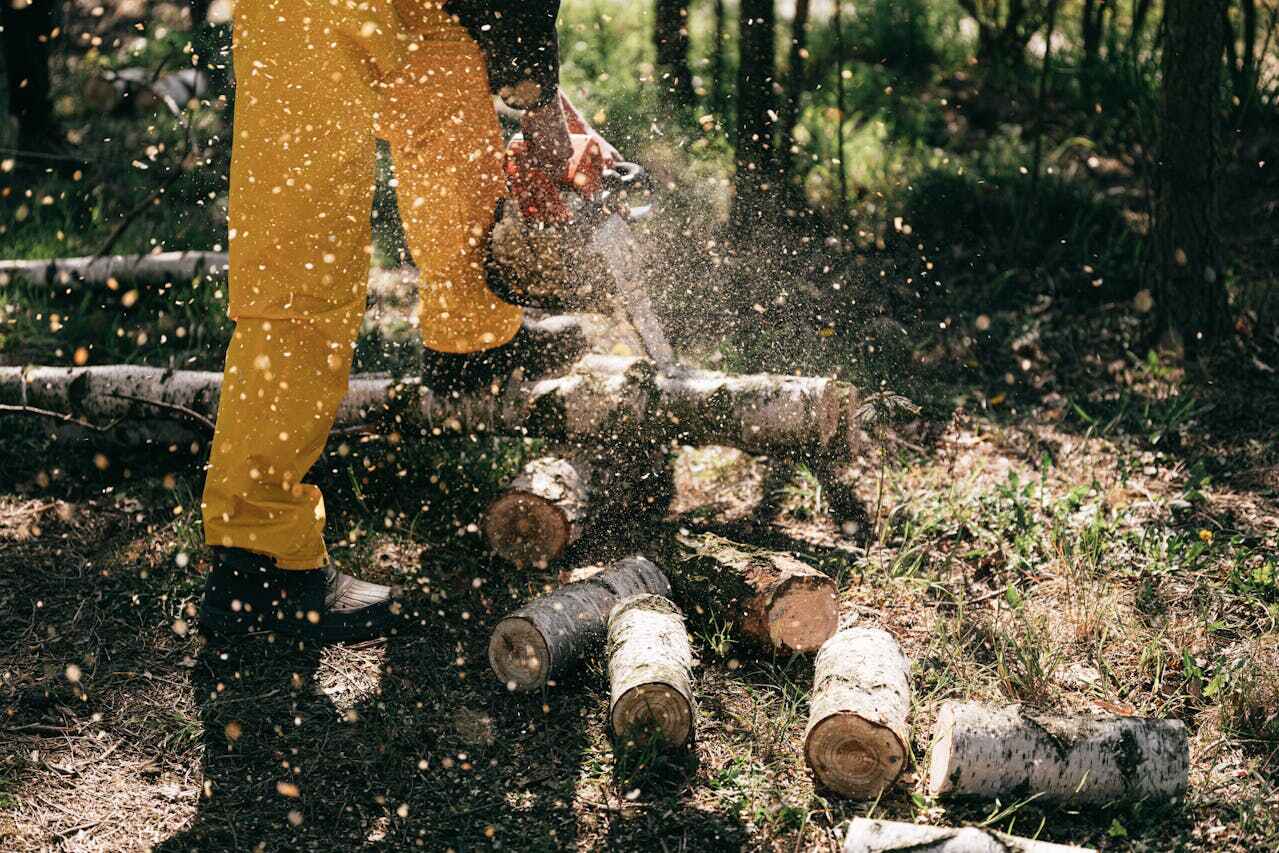 Best Tree Cutting Near Me  in Redington Shores, FL